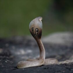 Cobra Found Its Way onto an Aircraft Seat,