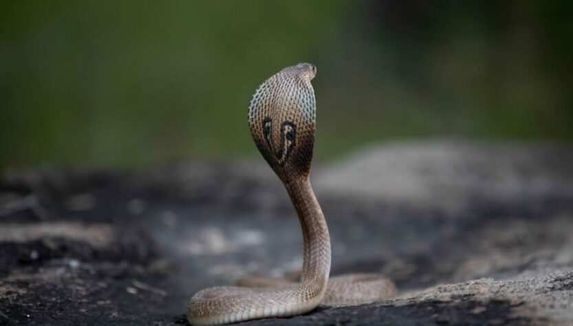 Cobra Found Its Way onto an Aircraft Seat,