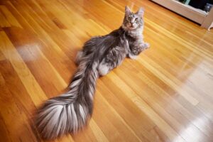  Michigan's guinness world record cat break for longest tail