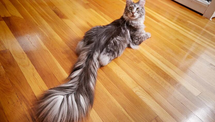 longest tail in the world | Michigan's guinness world record