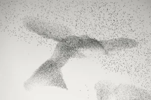 Starling Murmuration, by Daniel Dencescu