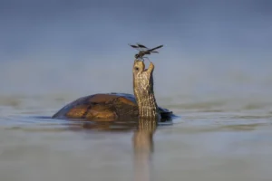 The Happy Turtle, by Tzahi Finkelstein 